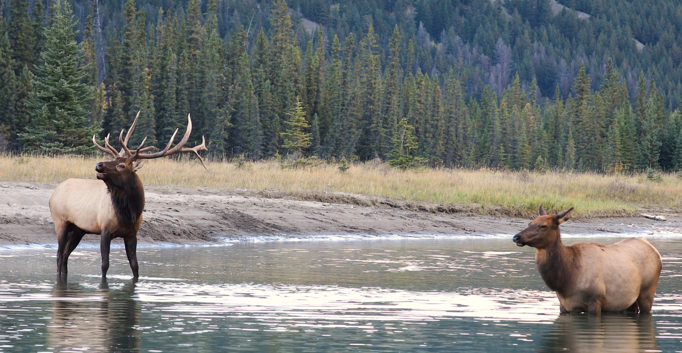 Status of Elk Populations in North America HighTail