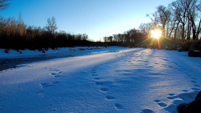 deer tracks in snow