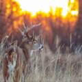 Understanding Whitetail Deer Rut: Tactics for Hunting During the Rut